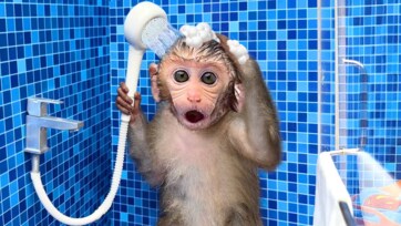 Splish, Splash, Monkey in the Bath! 
